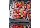 Оптовая продажа клубники от производителя