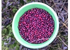 продажа грибов и ягод